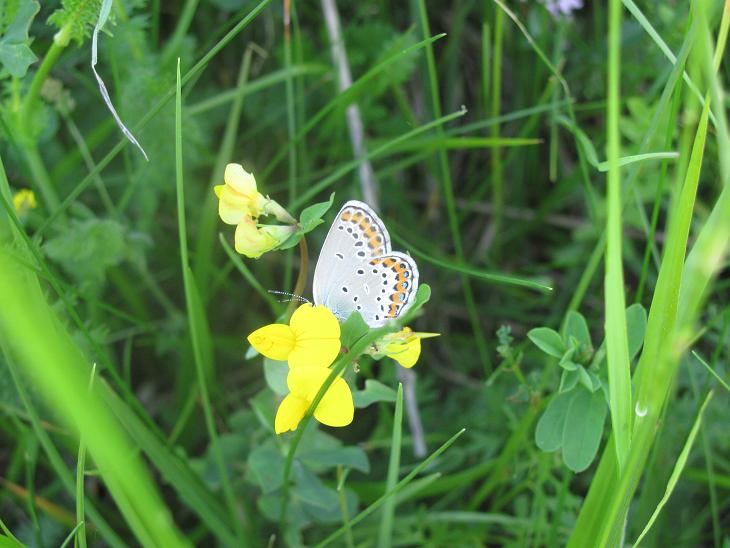 Plebejus argyrognomon